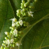 Allophylus cobbe (L.) Forsyth f.